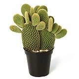 Опунция микродезис руфида -  Opuntia Microdasys Rufida D17 H35