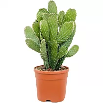 Опунция консолея - Opuntia Consolea D24 H60