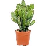 Опунция консолея - Opuntia Consolea D24 H60