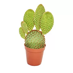 Опунция мелковолосистая - Opuntia microdasys  D5 H10