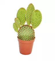 Опунция мелковолосистая - Opuntia microdasys  D5 H10