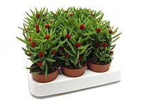 Опунция Субулата - Opuntia Subulata D12 H25