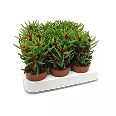 Опунция Субулата - Opuntia Subulata D12 H25
