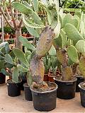 Опунция индийская - Opuntia ficus-indica D55 H200