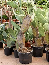 Опунция индийская - Opuntia ficus-indica D55 H200