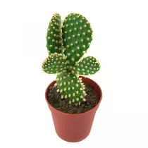 Опунция мелковолосистая - Opuntia microdasys D10 H20