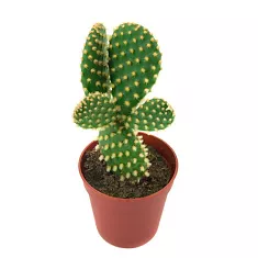 Опунция мелковолосистая - Opuntia microdasys D10 H20