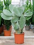 Опунция индийская - Opuntia ficus-indica D40 H130