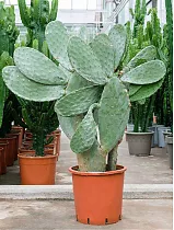 Опунция индийская - Opuntia ficus-indica D40 H130