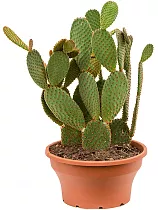 Опунция Мелковолосистая Паллида Кристата - Opuntia Microdasys Pallida Cristata D21 H40