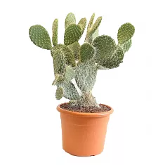 Опунция беловолосая - Opuntia Leucotricha D14 H35