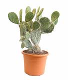 Опунция беловолосая - Opuntia Leucotricha D14 H35
