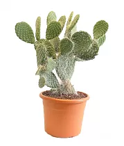 Опунция беловолосая - Opuntia Leucotricha D14 H35