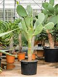 Опунция индийская - Opuntia ficus-indica D45 H150