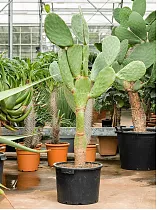 Опунция индийская - Opuntia ficus-indica D45 H150