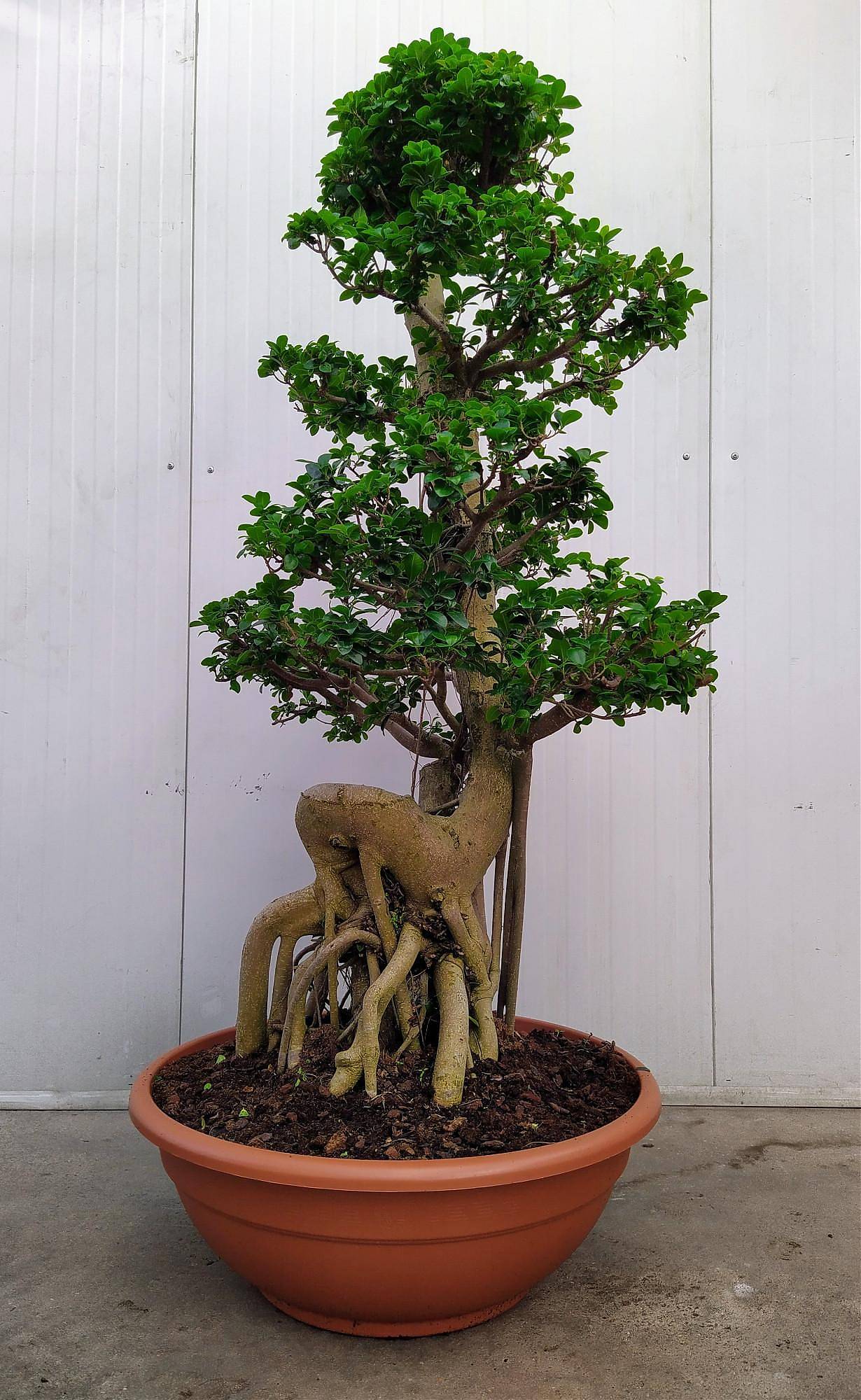 Бонсай Фикус Микрокарпа - Bonsai Ficus microcarpa D80 H210