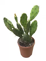 Опунция зеленоватая - Opuntia chlorotica D17 H40