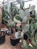 Опунция индийская - Opuntia ficus-indica D55 H200