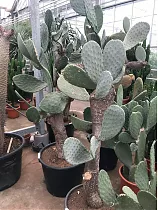 Опунция индийская - Opuntia ficus-indica D55 H200