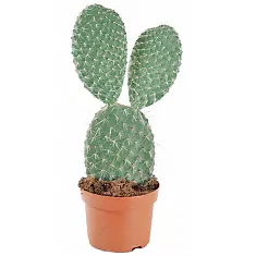 Опунция Поликанта - Opuntia polyacantha D17 H30