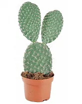 Опунция Поликанта - Opuntia polyacantha D17 H30