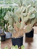 Опунция беловолосая - Opuntia leucotricha D40 H160