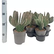 Опунция консолея - Opuntia Consolea D14 H30