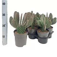 Опунция консолея - Opuntia Consolea D14 H30