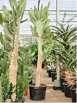 Опунция консолея - Opuntia consolea D45 H210