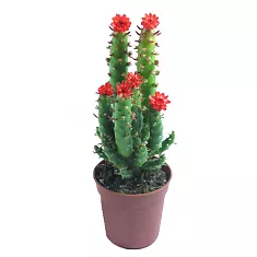 Опунция Субулата - Opuntia Subulata D15 H40