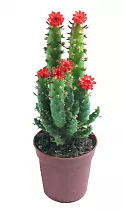 Опунция Субулата - Opuntia Subulata D15 H40