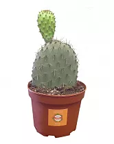 Опунция зеленоватая - Opuntia chlorotica D15 H25