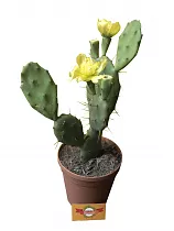 Опунция Линдхеймера - Opuntia lindheimeri D17 H35
