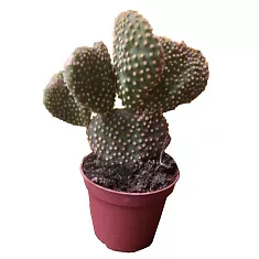 Опунция Мелковолосистая Альбата - Opuntia microdasys 'Albata' D9 H20