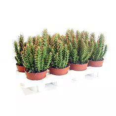 Опунция Субулата - Opuntia Subulata D9 H15