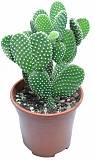 Опунция Микродасус Альбиспина - Opuntia Microdasys Albispina D17 H35