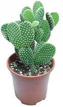 Опунция Микродасус Альбиспина - Opuntia Microdasys Albispina D17 H35