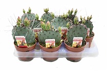 Опунция главная или основная - Opuntia basilaris  D9 H25