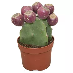 Опунция Инжирная (Индийская) - Opuntia Ficus-indica D10 H25
