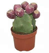Опунция Инжирная (Индийская) - Opuntia Ficus-indica D10 H25