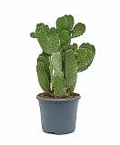 Опунция консолея - Opuntia Consolea D20 H50