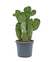 Опунция консолея - Opuntia Consolea D20 H50