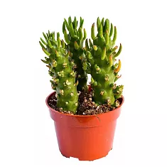 Опунция Субулата - Opuntia Subulata D8 H15