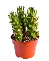 Опунция Субулата - Opuntia Subulata D8 H15