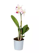 Каттлея - Cattleya D12 H35