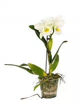 Каттлея - Cattleya D12 H35