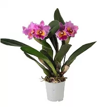 Каттлея - Cattleya D12 H35
