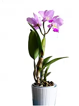 Каттлея - Cattleya D12 H35