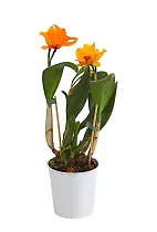 Каттлея - Cattleya D12 H35