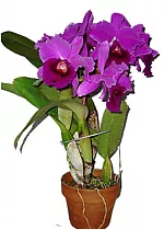 Каттлея - Cattleya D12 H35